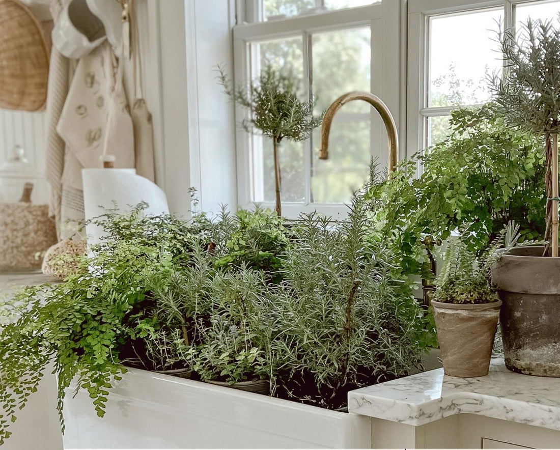 Plantas Aromáticas - Grace & Co.