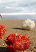 Coral | Vela - Grace & Co.Coral | VelaGrace & Co.