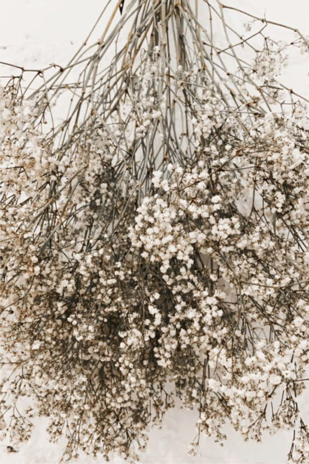 Gypsophila Paniculata - Grace & Co.Gypsophila PaniculataGrace & Co.