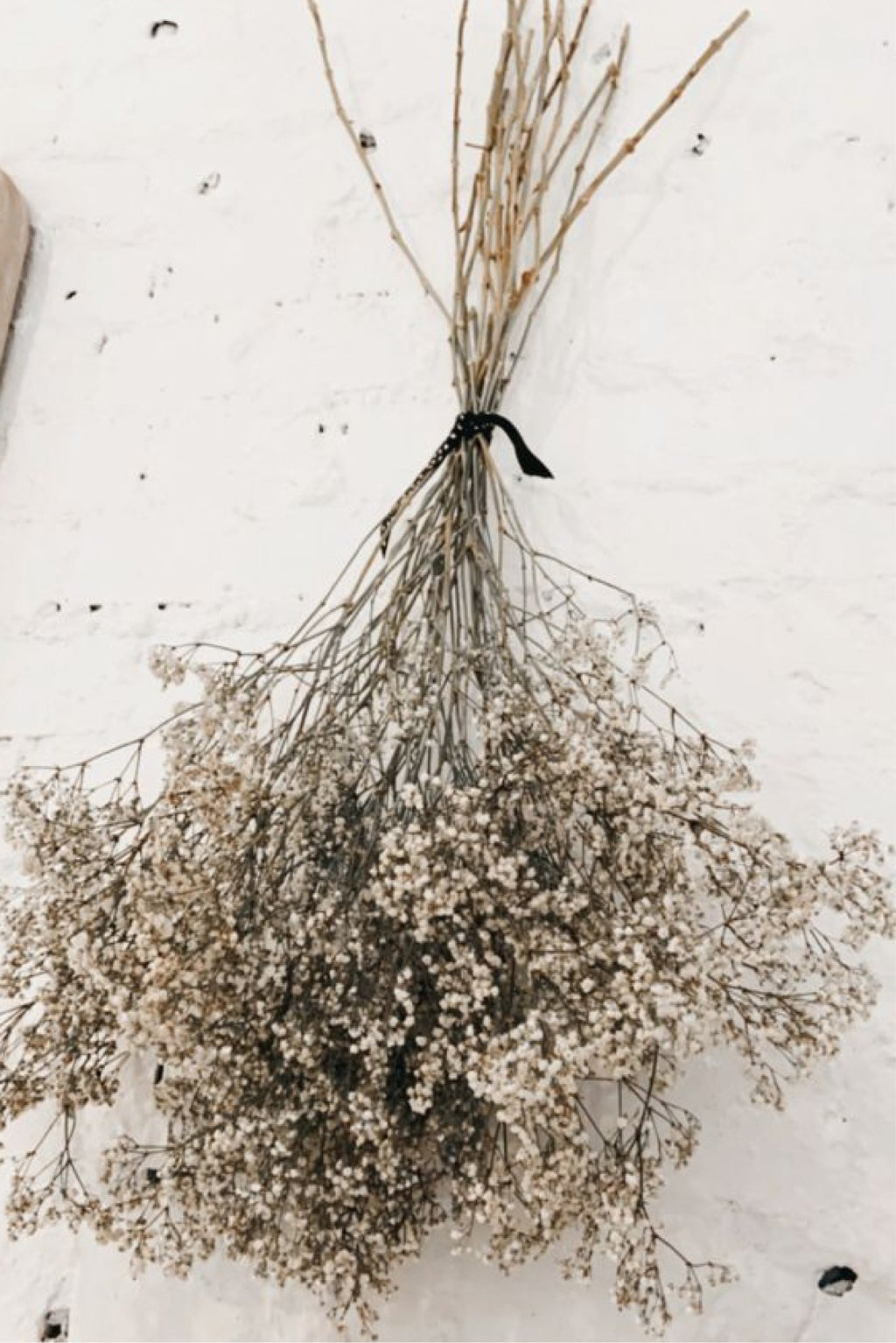 Gypsophila Paniculata - Grace & Co.Gypsophila PaniculataGrace & Co.