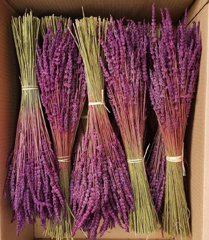 Lavanda | Malva - Grace &amp; Co.Lavanda | MalvaGrace &amp; Co.