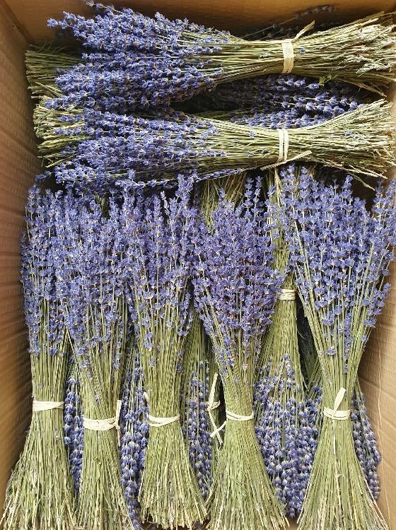 Lavanda | Natural - Grace &amp; Co.Lavanda | NaturalGrace &amp; Co.