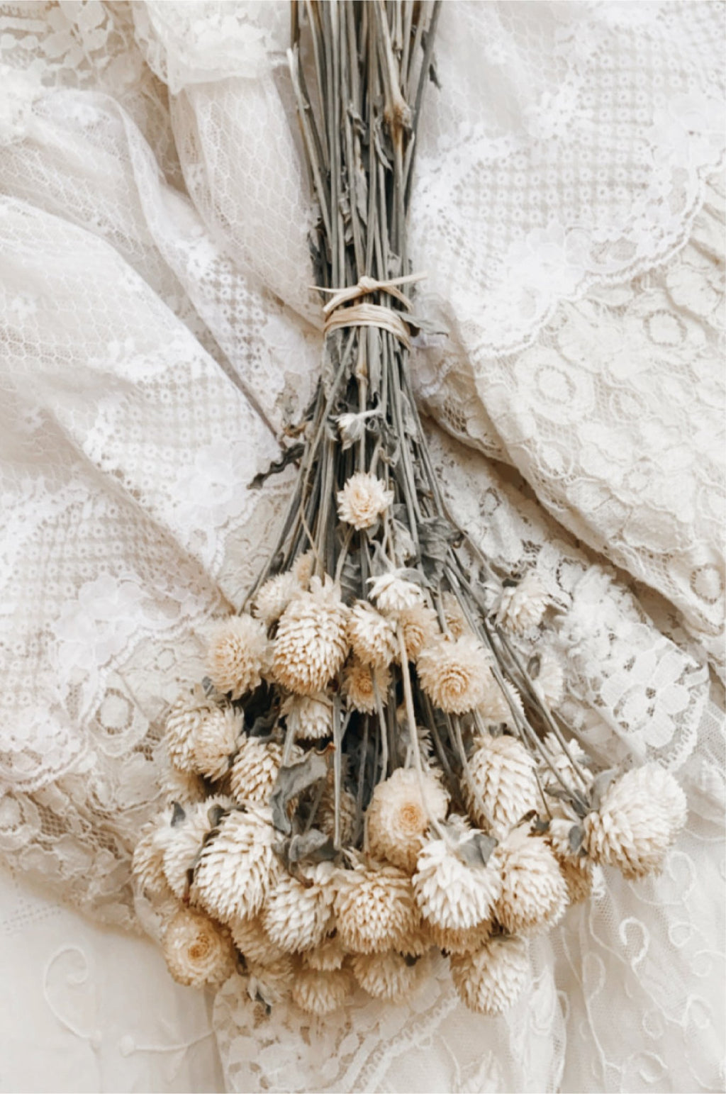 Ramo de Perpetuina | Blanca - Grace & Co.Ramo de Perpetuina | BlancaGrace & Co.